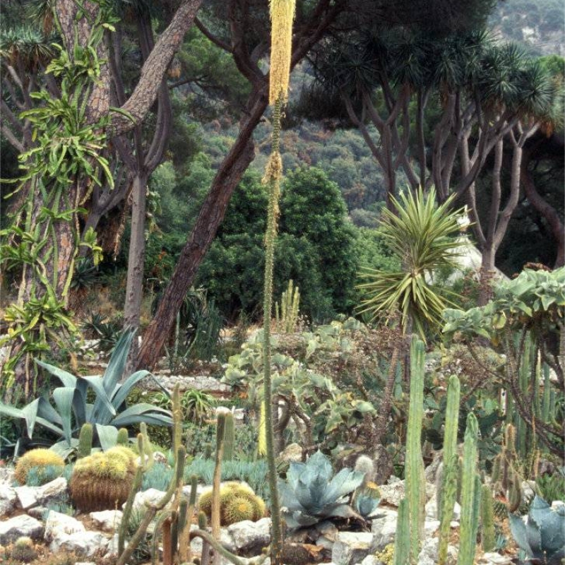 Queen Victoria's Agave Agave victoria-reginae